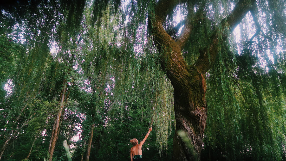 Large, green trees drape over a woman who has her hands up towards their leaves. She appears to very small in comparison to their size.